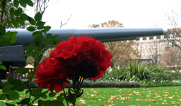 Red Flowers with Cannons in the Background